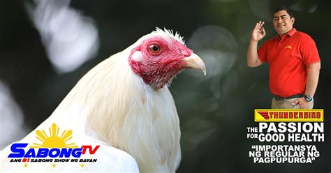 thunderbird sabong nation|ANU PINAGKAIBA NG THUNDERBIRD FEEDS SA GMP .